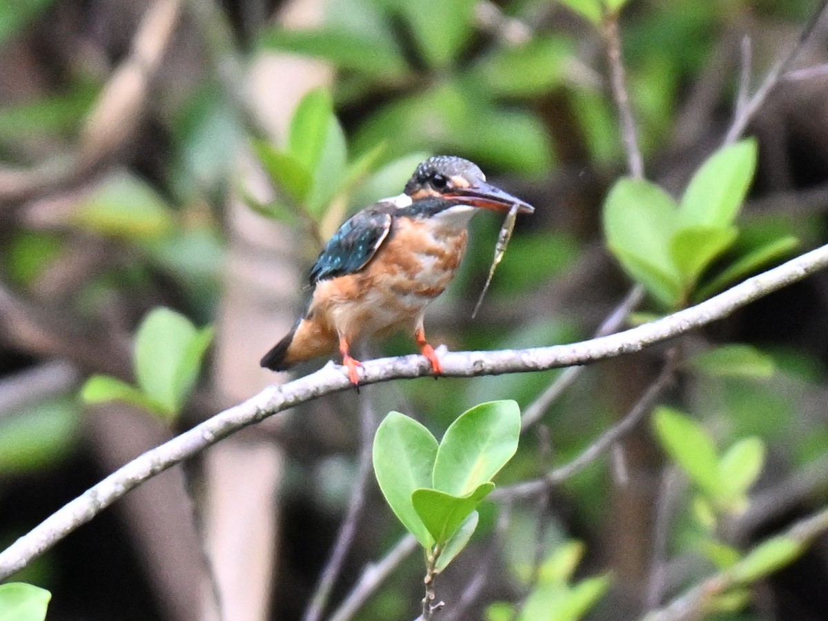 Зимородок - ML644698341