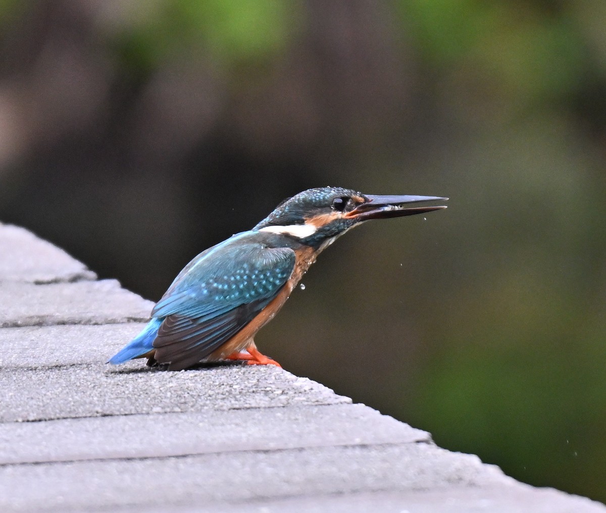 Зимородок - ML644698342