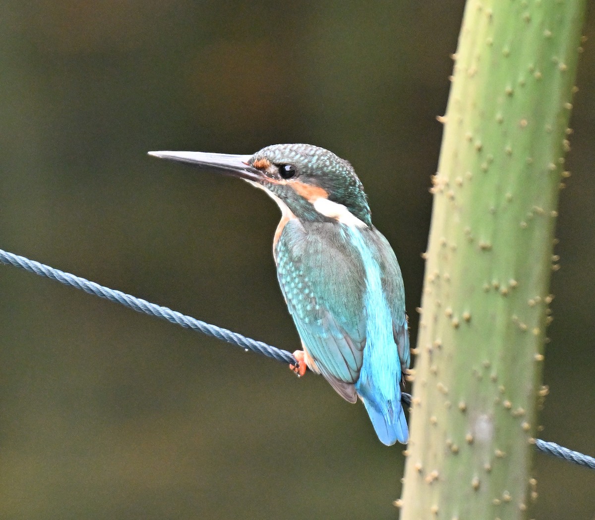 Зимородок - ML644698343