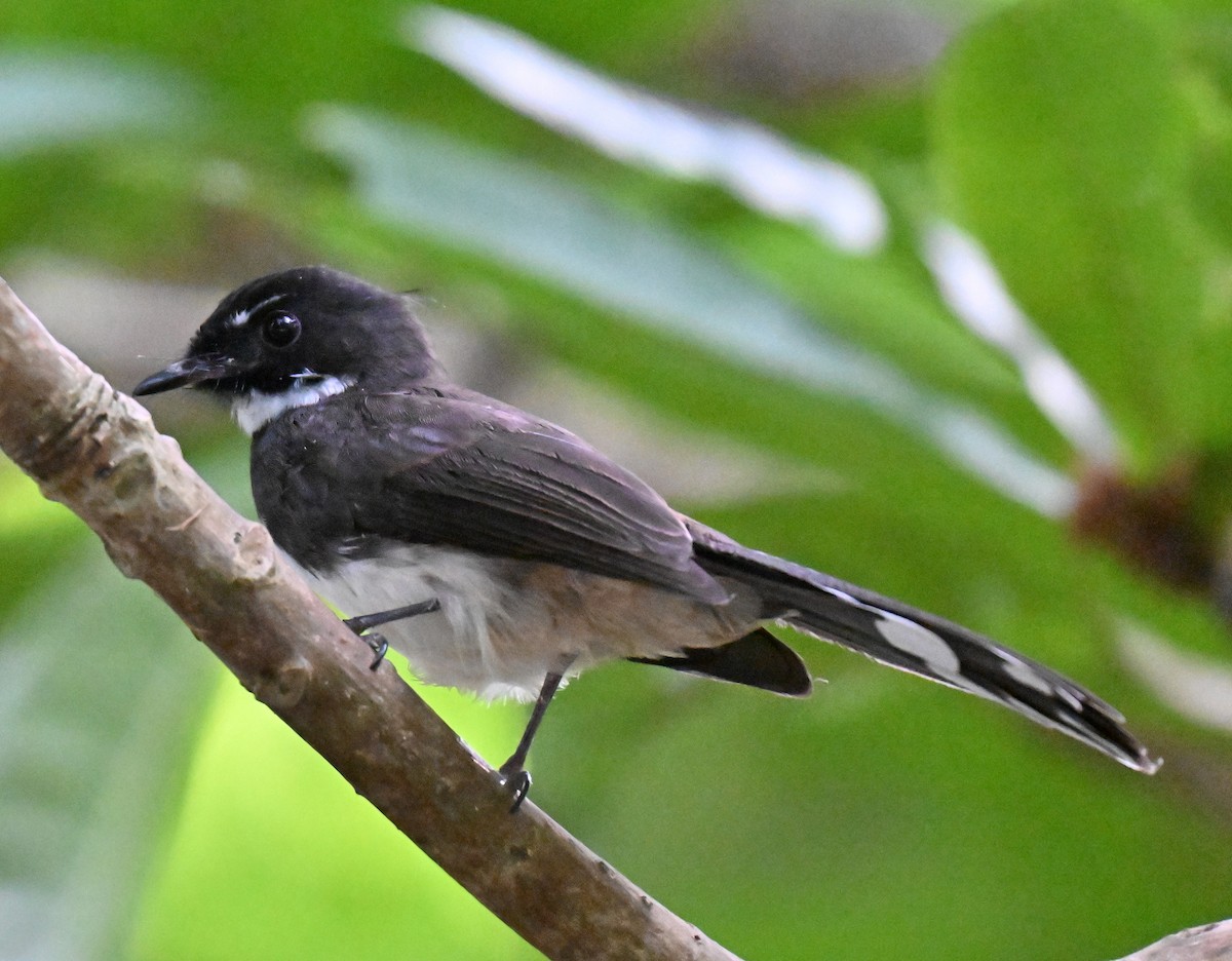 Rhipidure pie - ML644698345