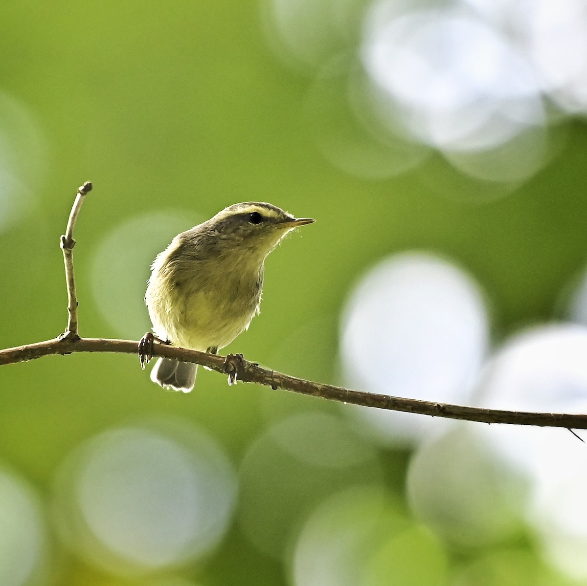 Tickell Çıvgını - ML644698346