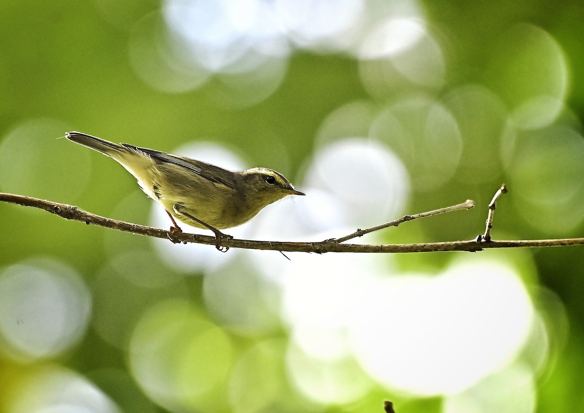 Tickell Çıvgını - ML644698347