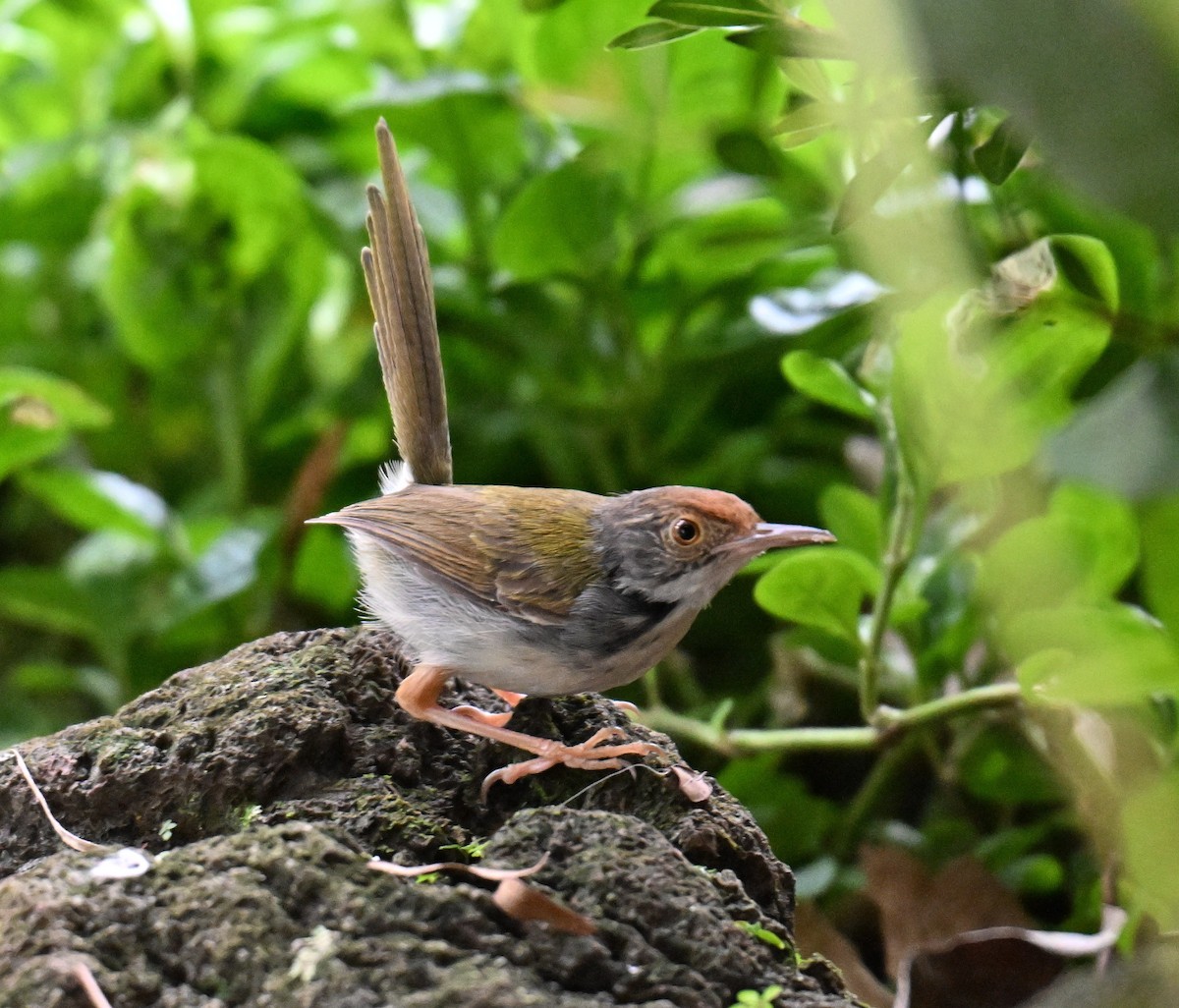 Terzikuşu - ML644698348