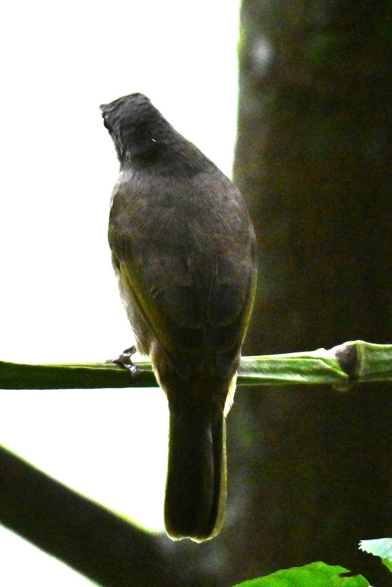 Малайский бюльбюль - ML644698350