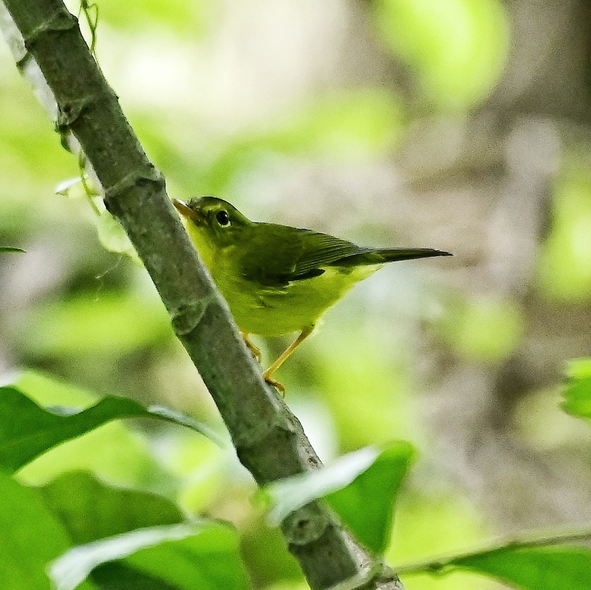 Green-crowned Warbler - ML644698352