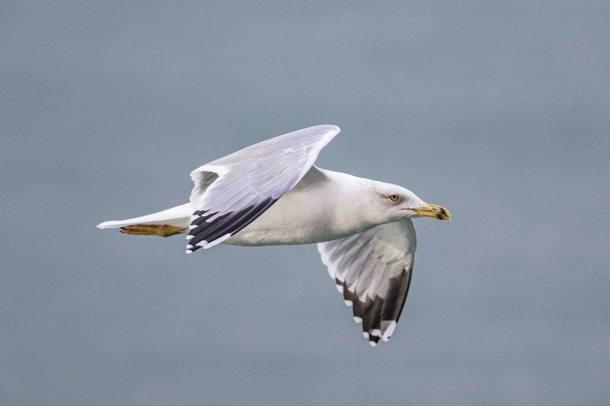 Goéland leucophée - ML644698354