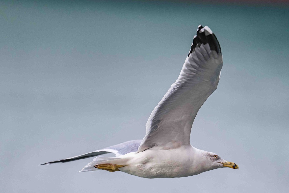 Goéland leucophée - ML644698355