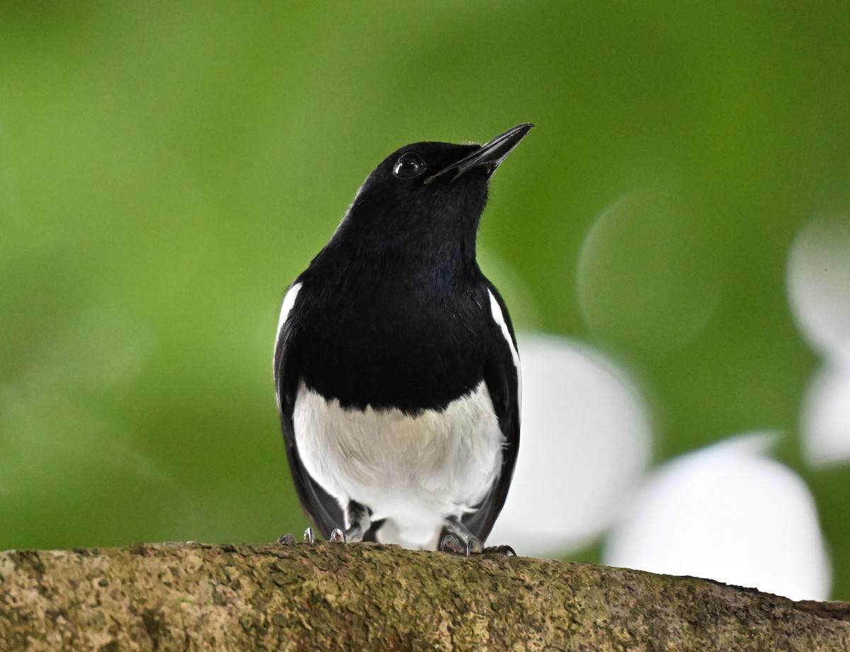 シキチョウ - ML644698357