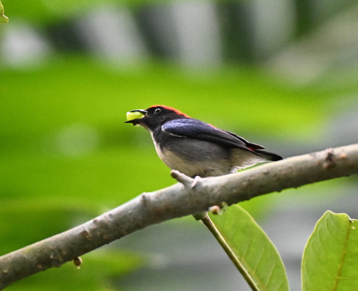 Scarlet-backed Flowerpecker - ML644698360