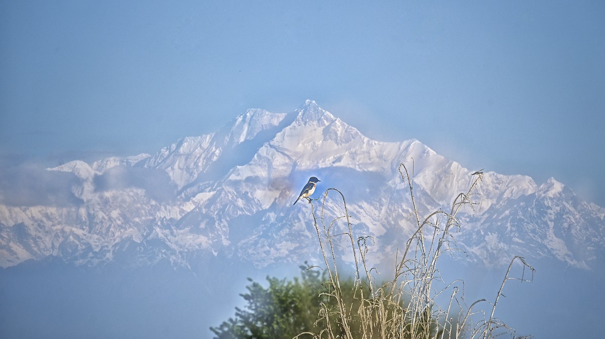 bramborníček sibiřský - ML644698361