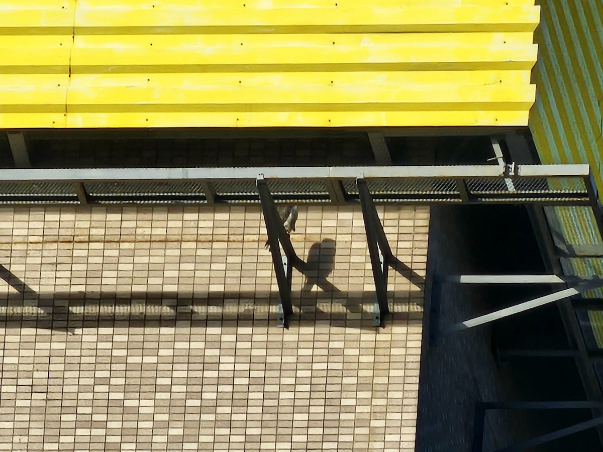 Эгэл шонхор - ML644698362