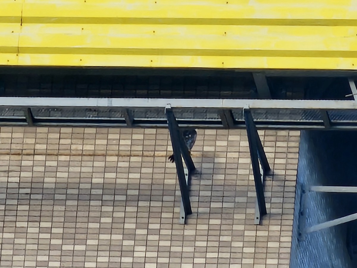 Эгэл шонхор - ML644698363