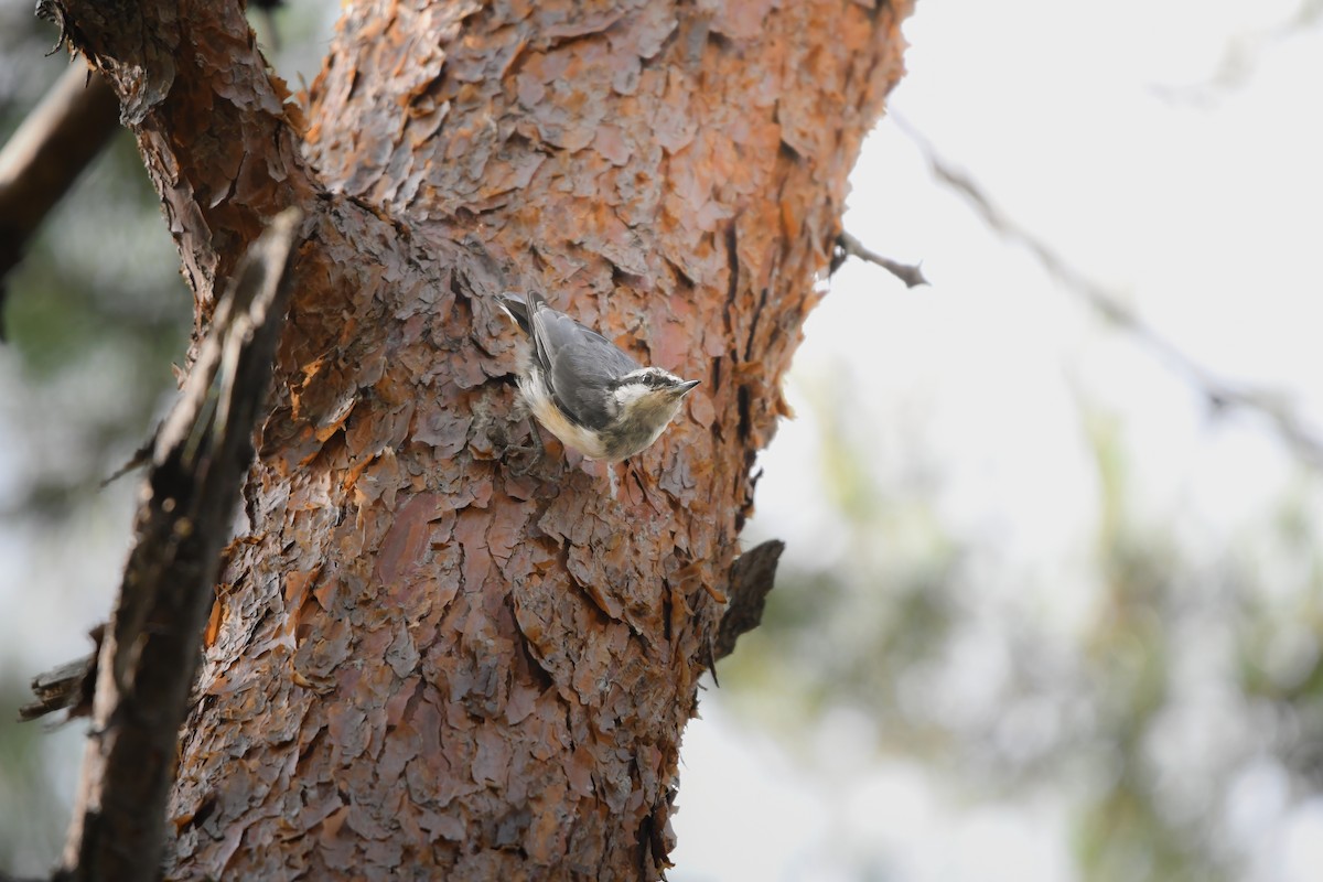 Eurasian Nuthatch - ML644698366
