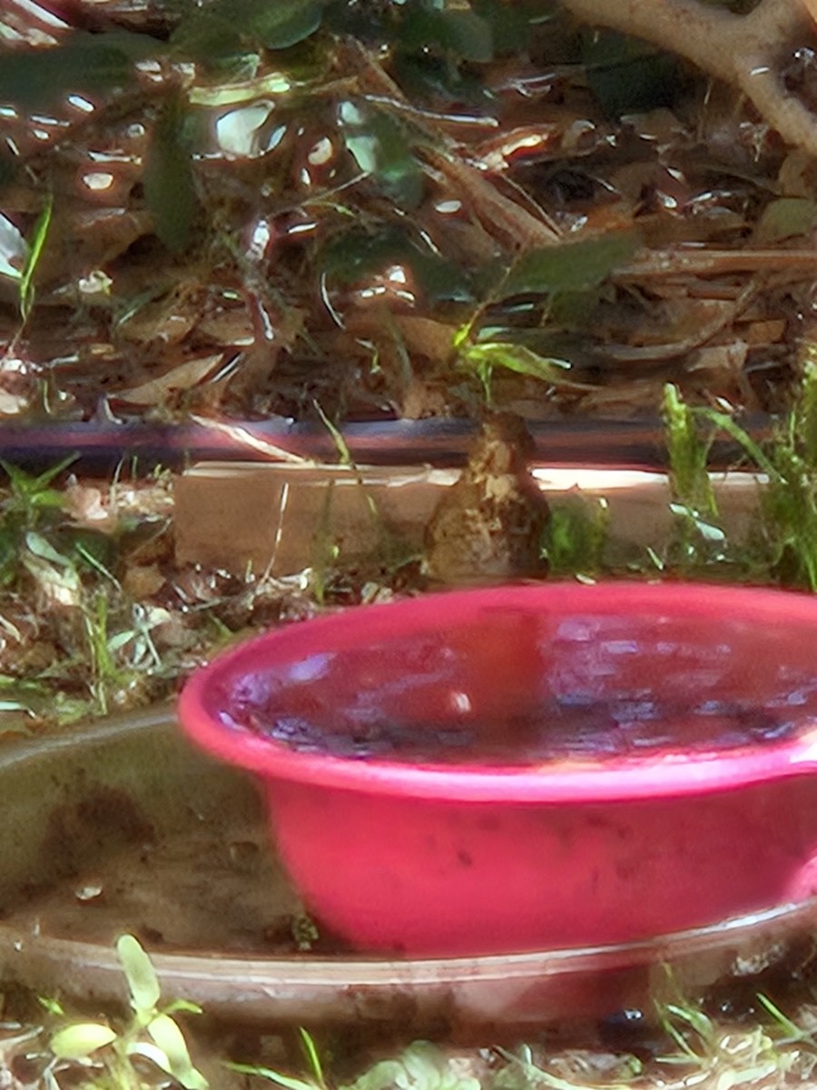 Hermit Thrush - ML644698384