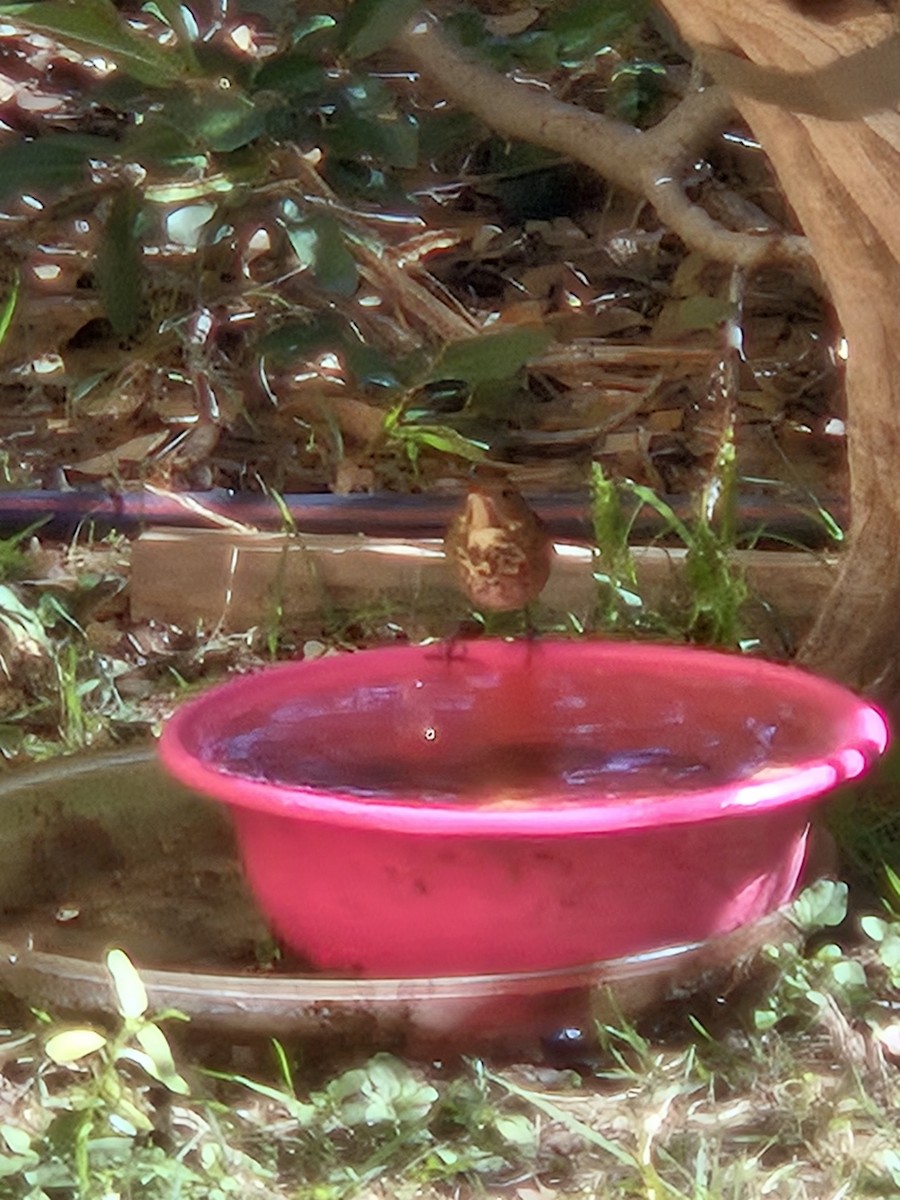 Hermit Thrush - ML644698385