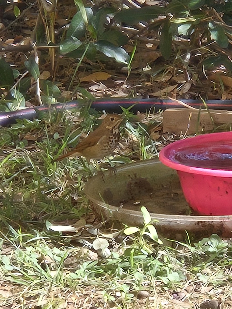 Hermit Thrush - ML644698386