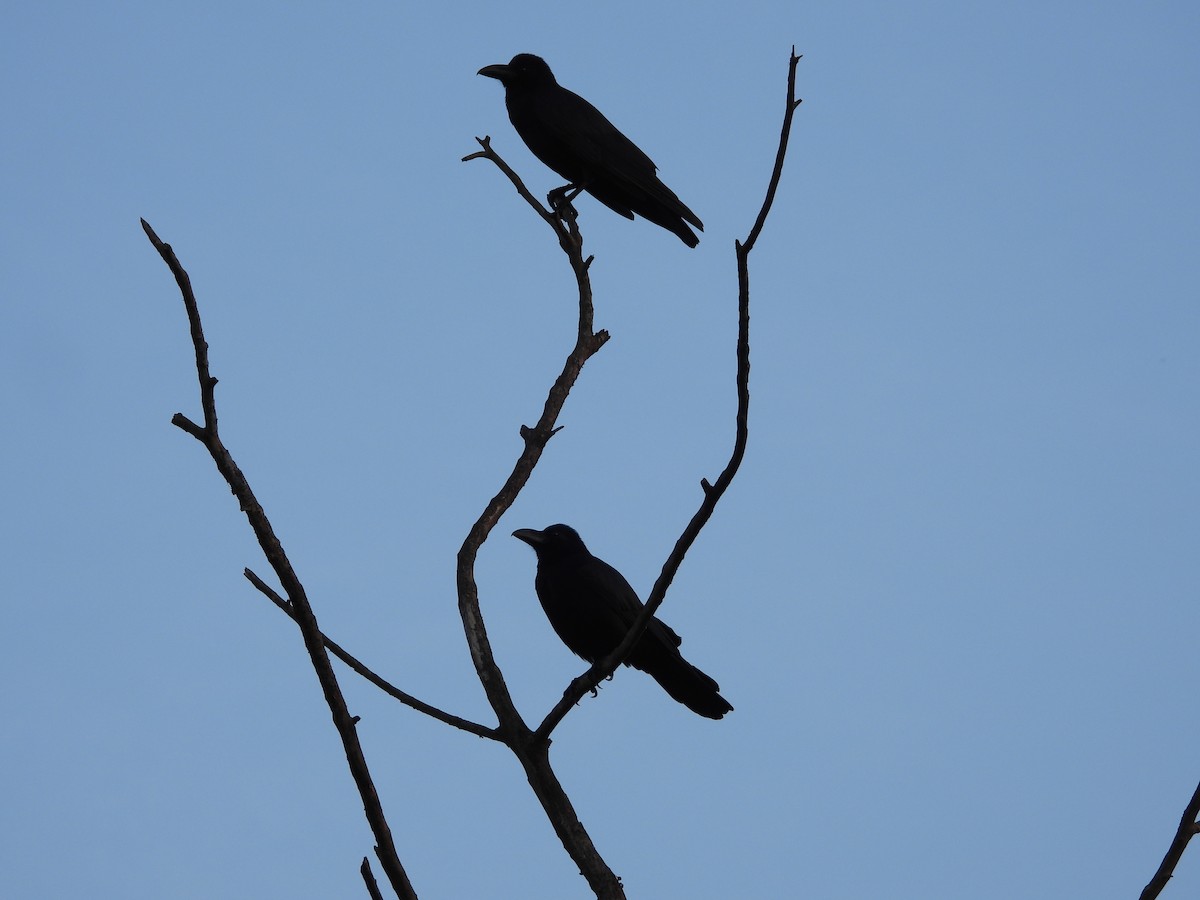 Large-billed Crow - ML644698407