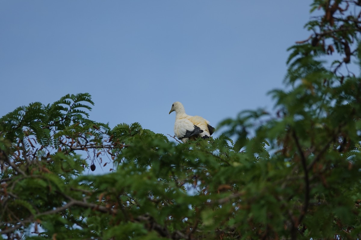 snøkeiserdue - ML644698412