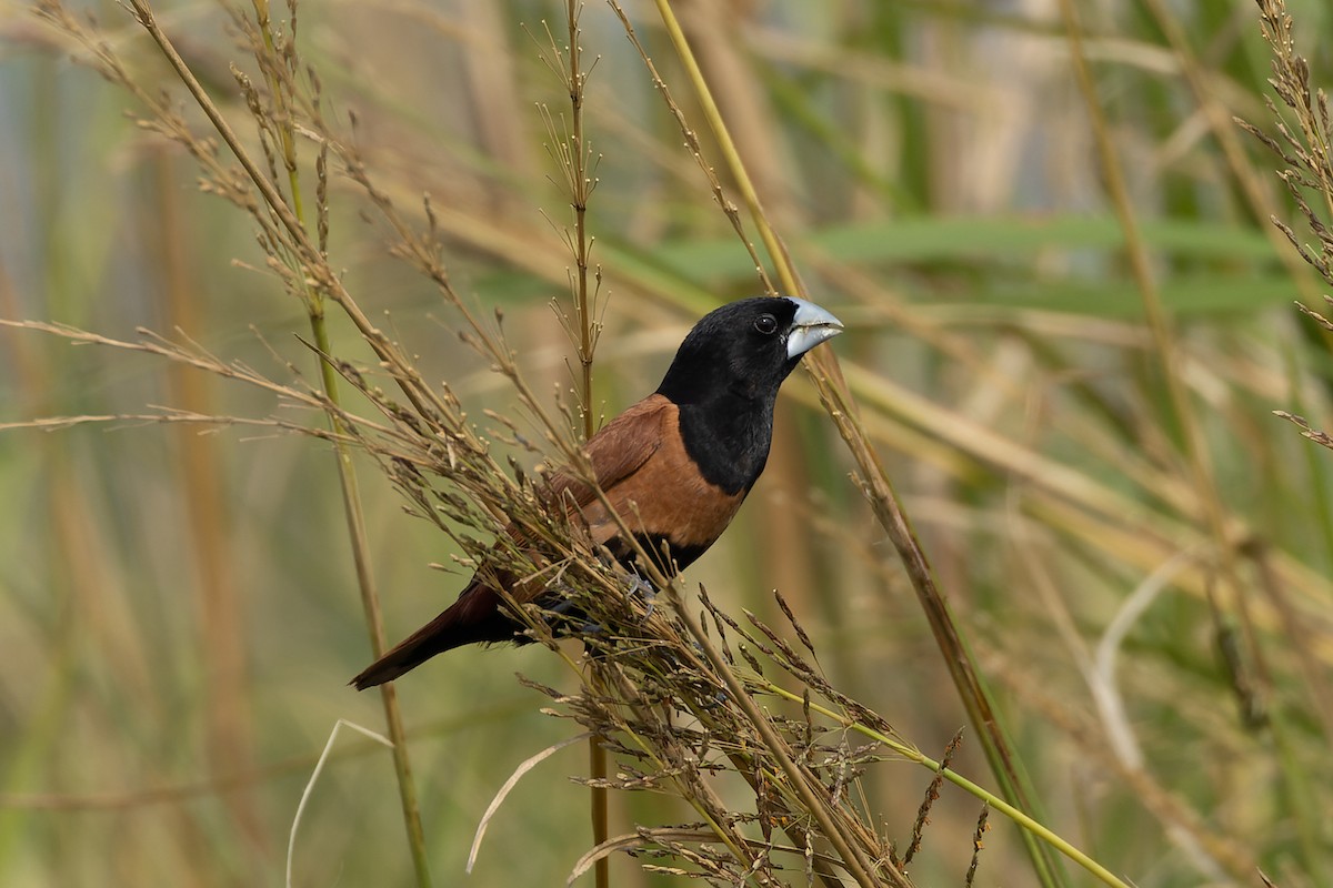 Capucin à tête noire - ML644698421