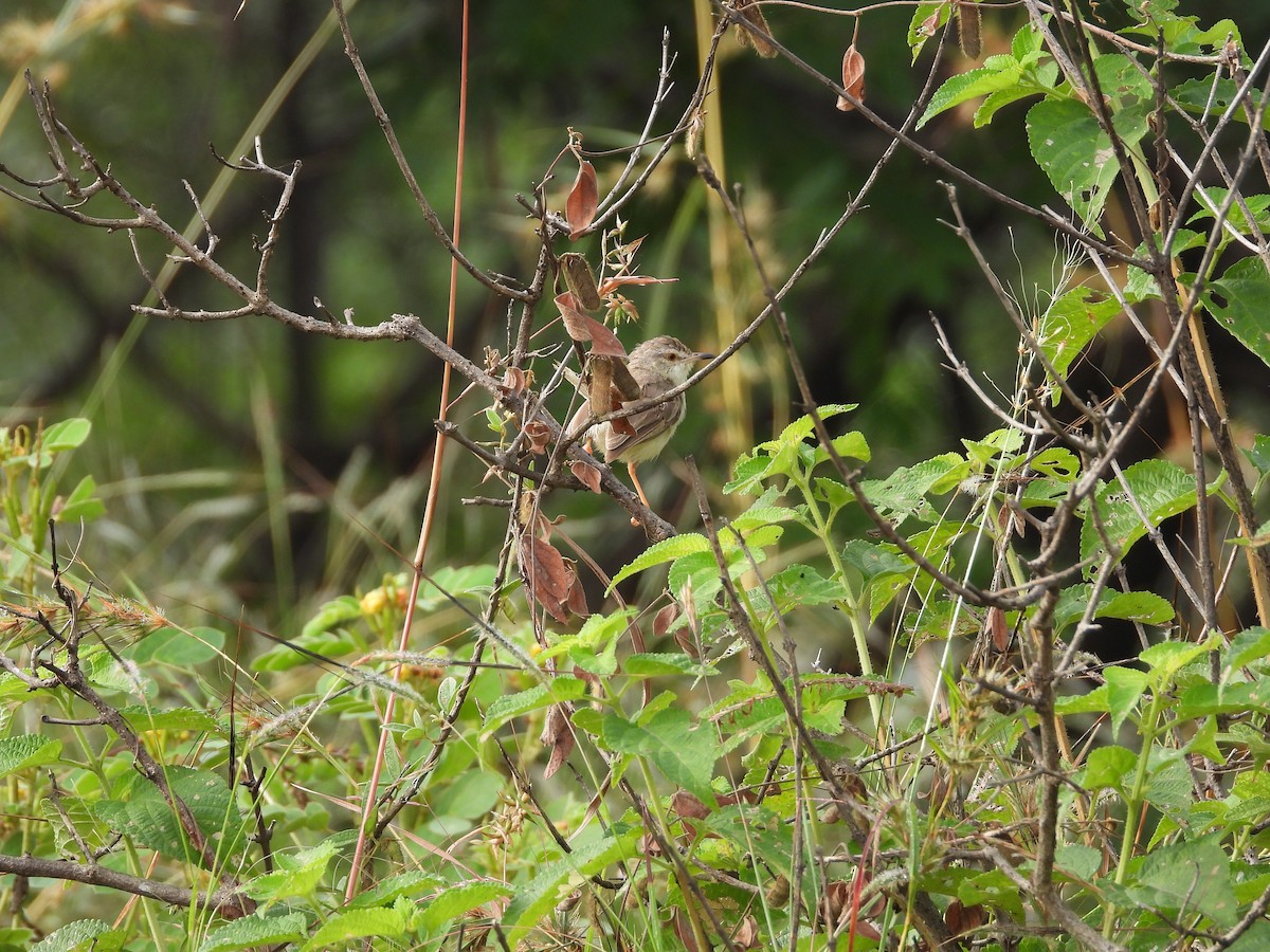 Prinia Sencilla - ML644698430