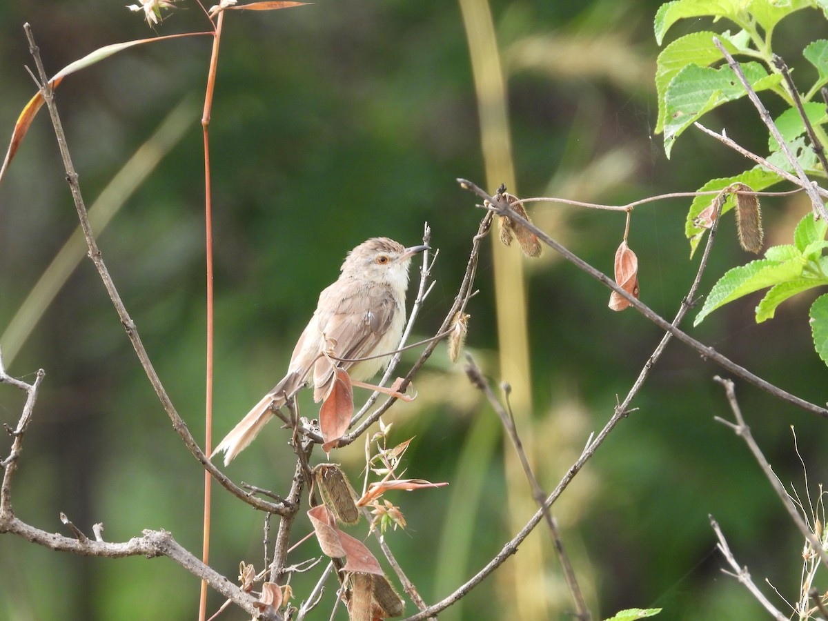 Prinia Sencilla - ML644698431