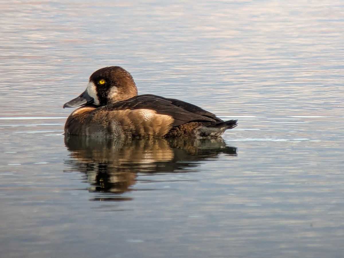 スズガモ - ML644698440