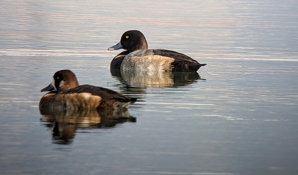 スズガモ - ML644698441