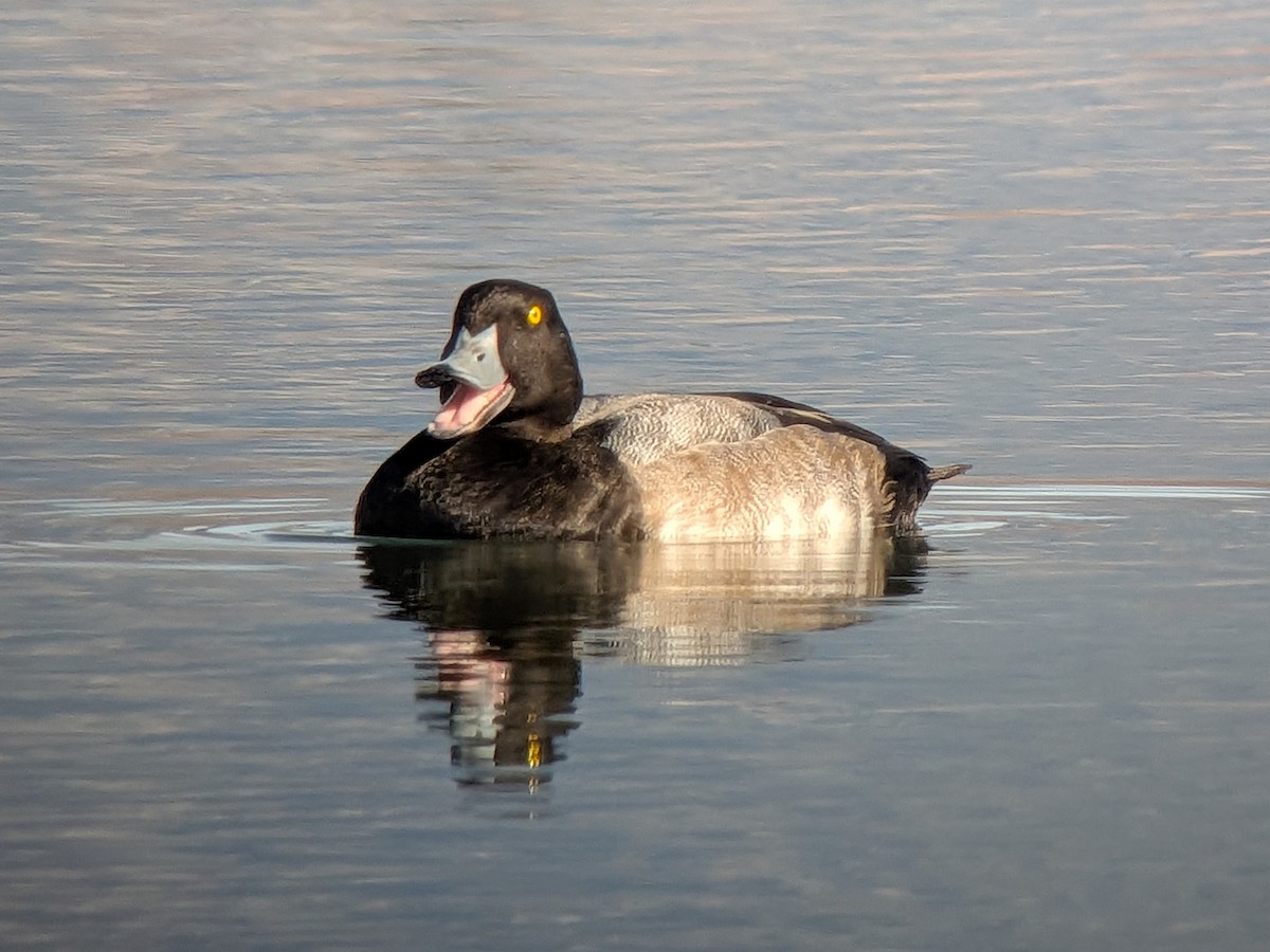 スズガモ - ML644698442