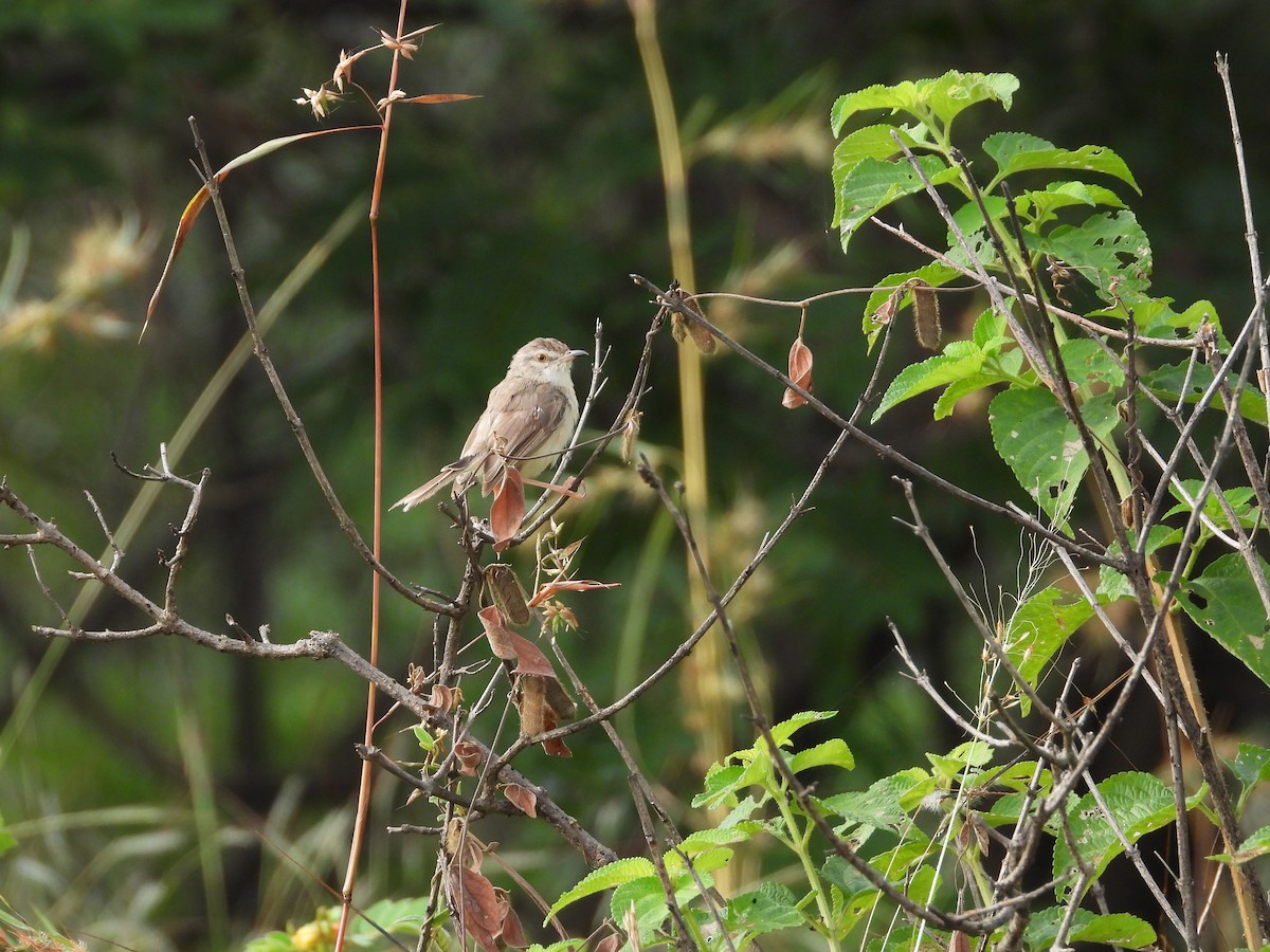 Prinia Sencilla - ML644698445