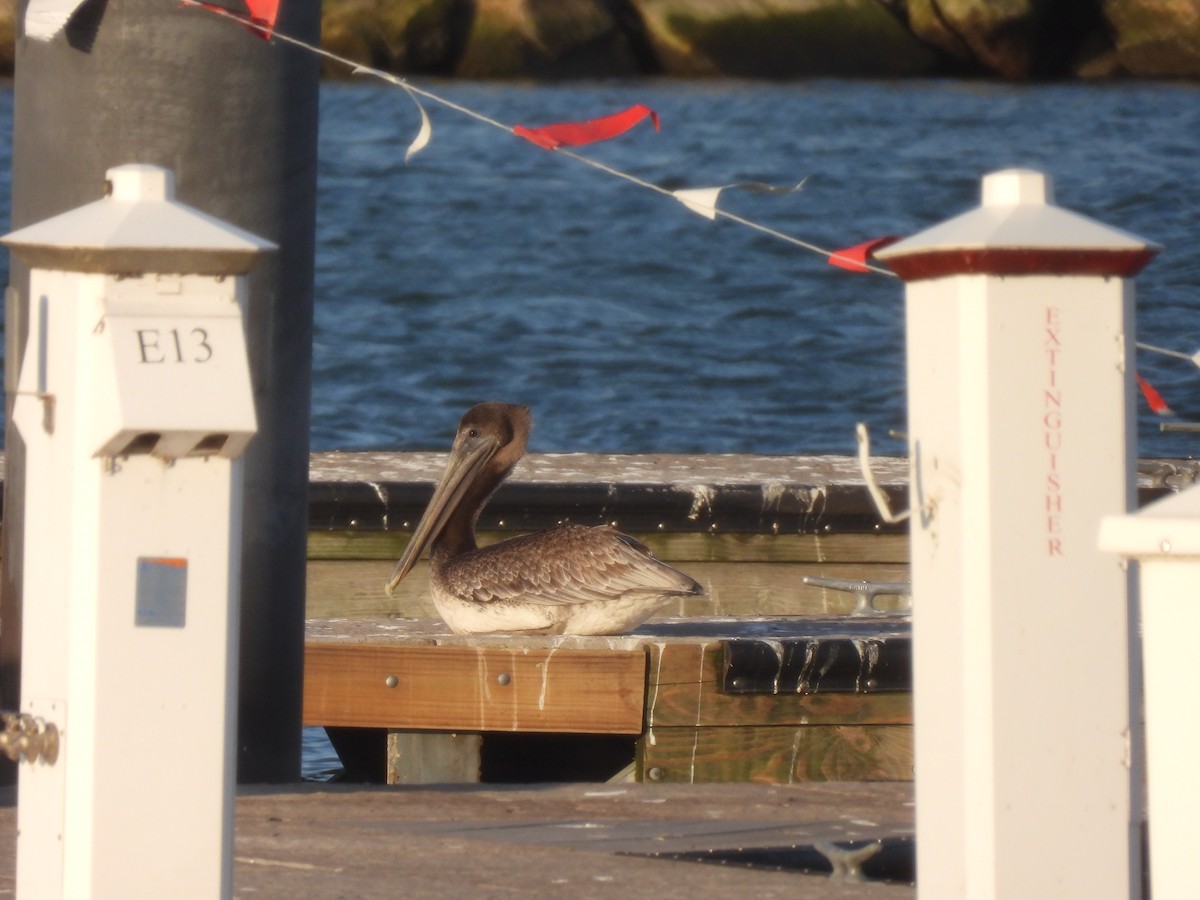 Brown Pelican - ML644698450