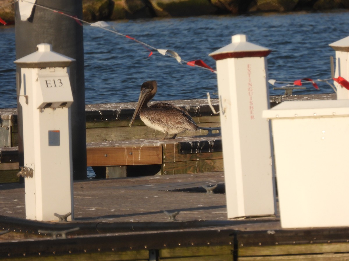 Brown Pelican - ML644698451