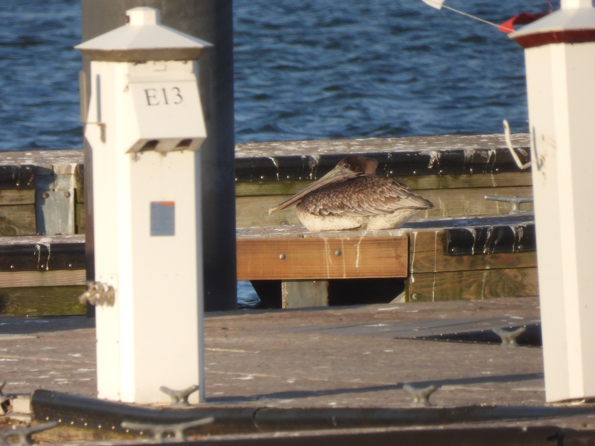 Brown Pelican - ML644698452