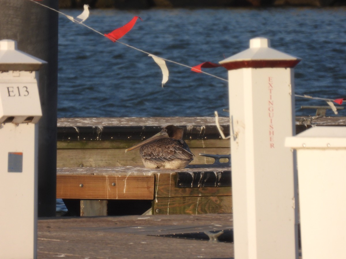 Brown Pelican - ML644698453