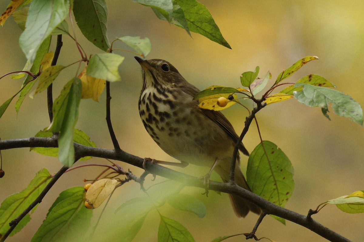 Hermit Thrush - ML644698458