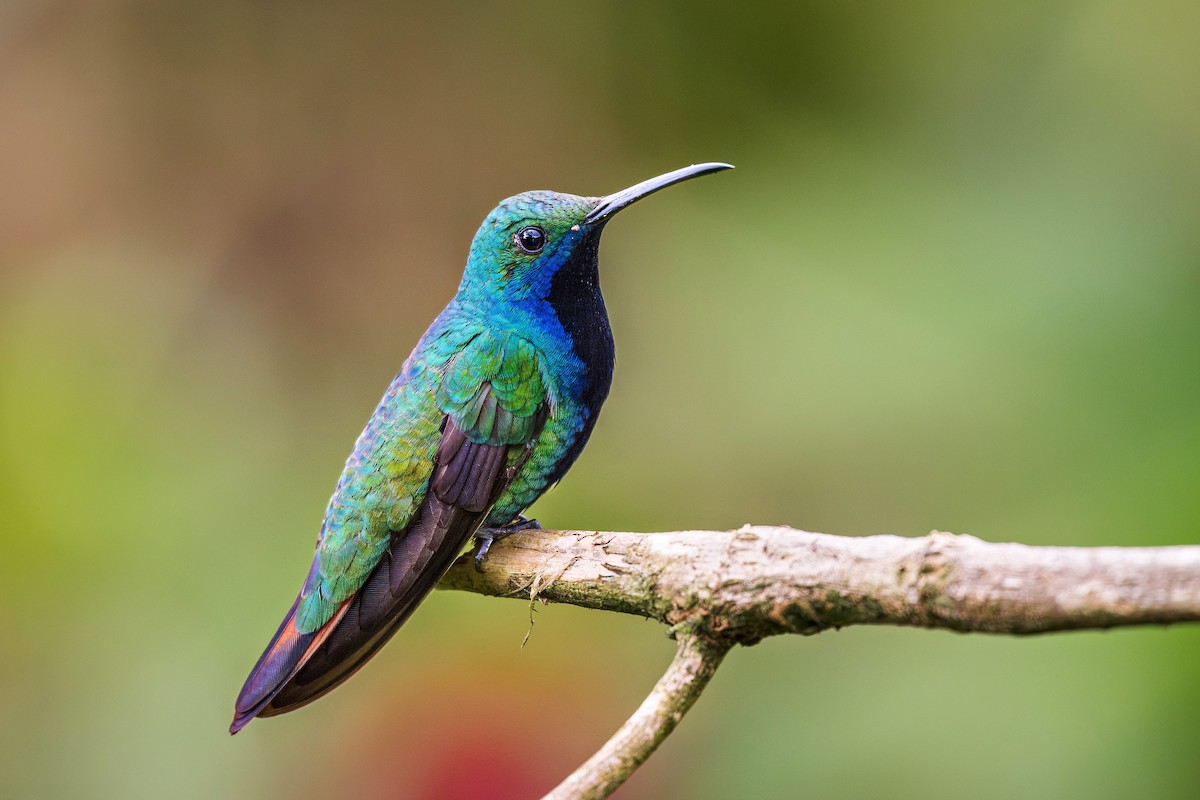 kolibřík tropický - ML644698460