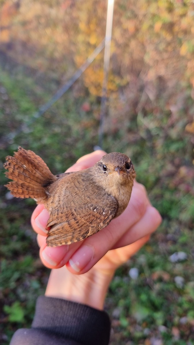 Eurasian Wren - ML644698462