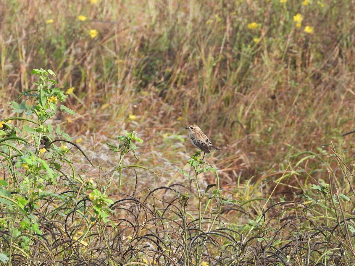 bramborníček sibiřský - ML644698468