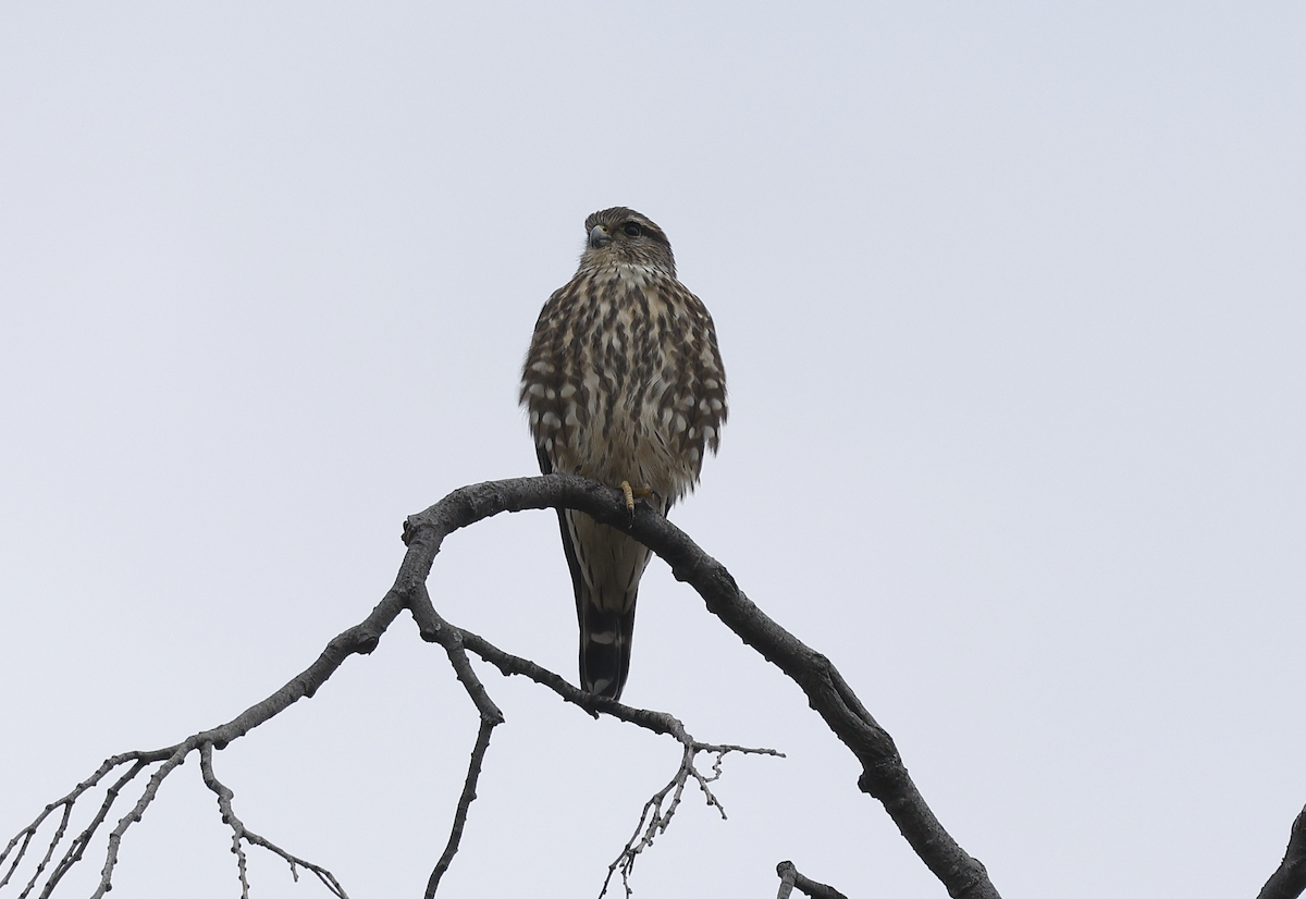 Merlin - ML644698514