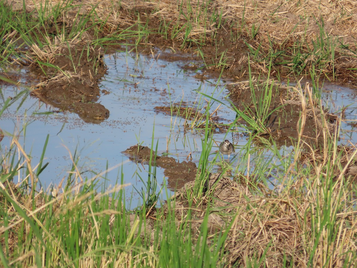 タカブシギ - ML644698552