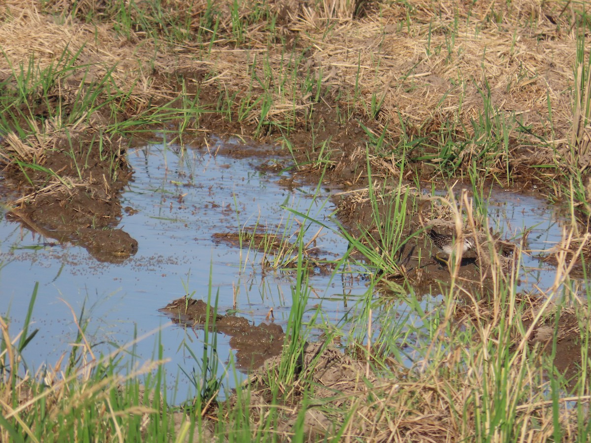 タカブシギ - ML644698553