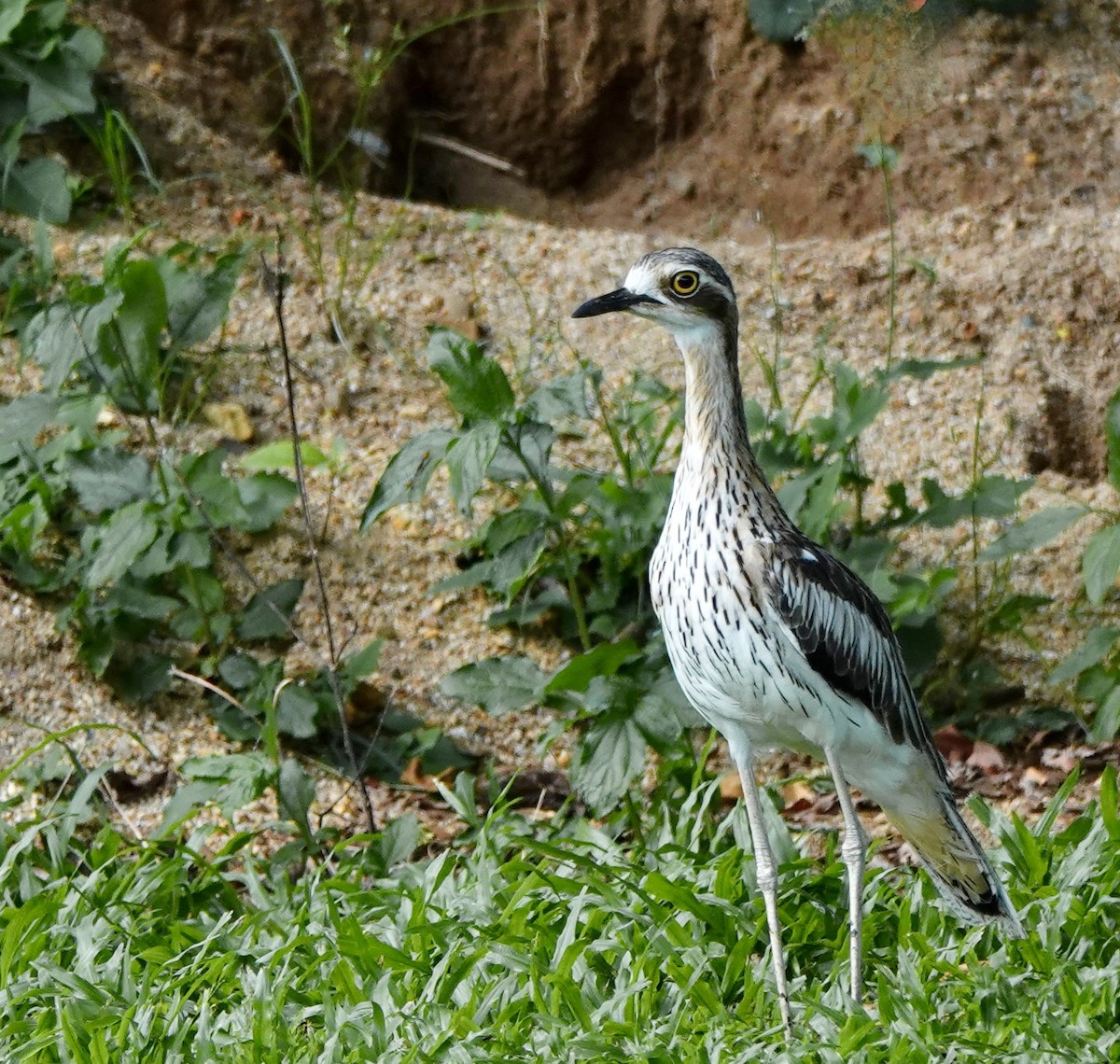 dytík velký - ML644698554