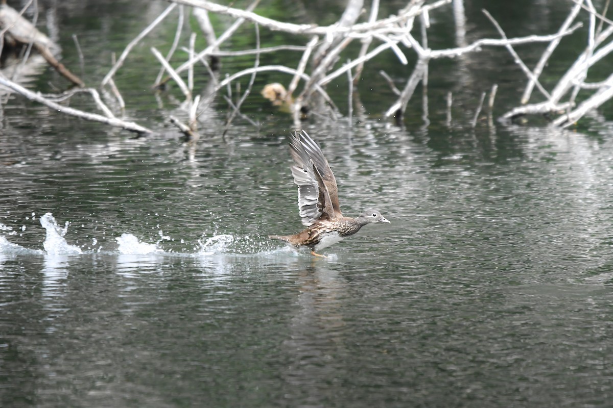 Mandarin Duck - ML644698577
