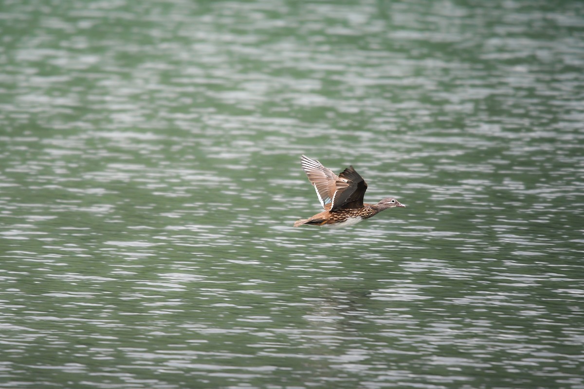 Mandarin Duck - ML644698578
