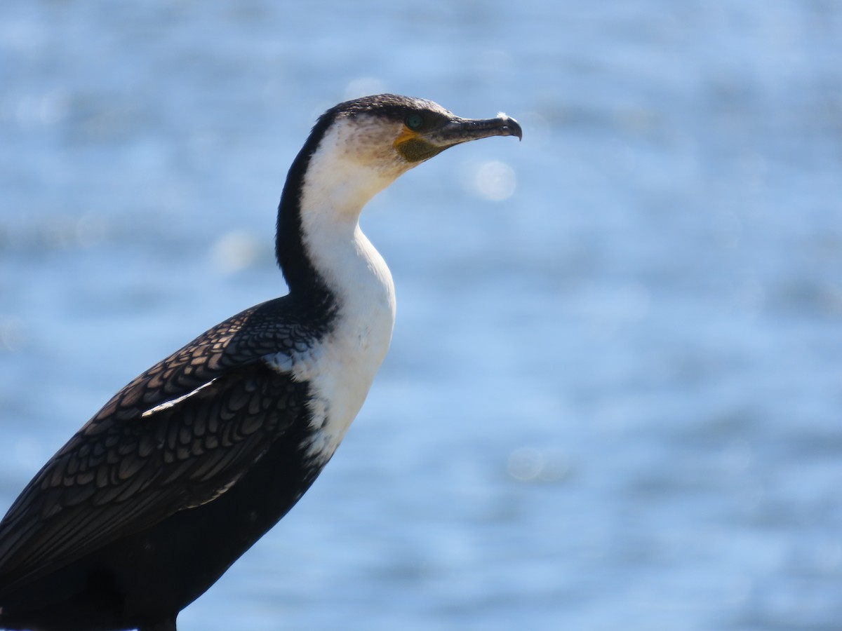 Большой баклан - ML644698580