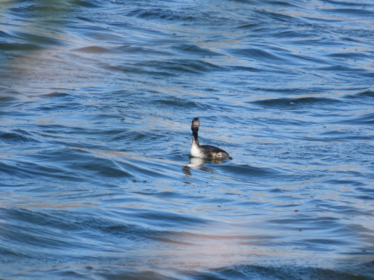 Eared Grebe - ML644698585