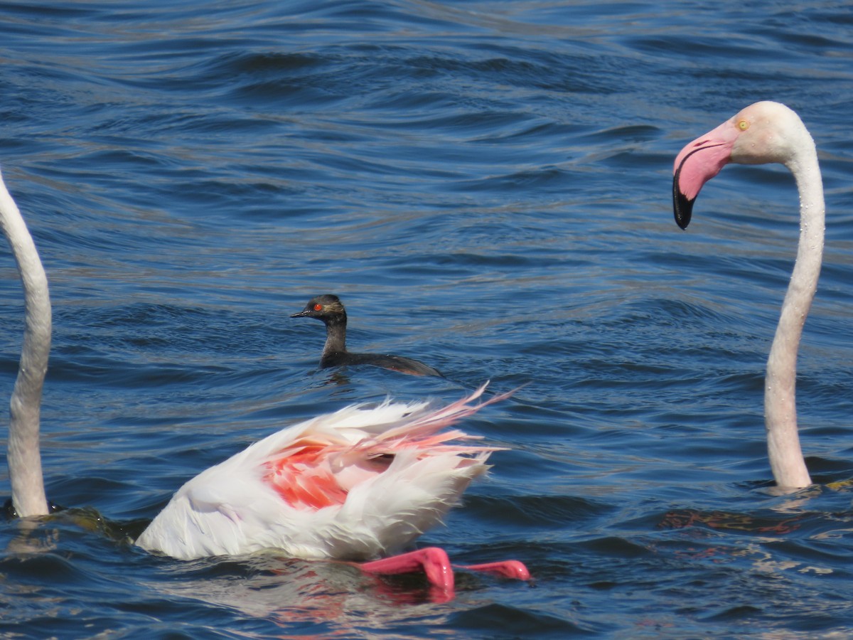 Eared Grebe - ML644698586
