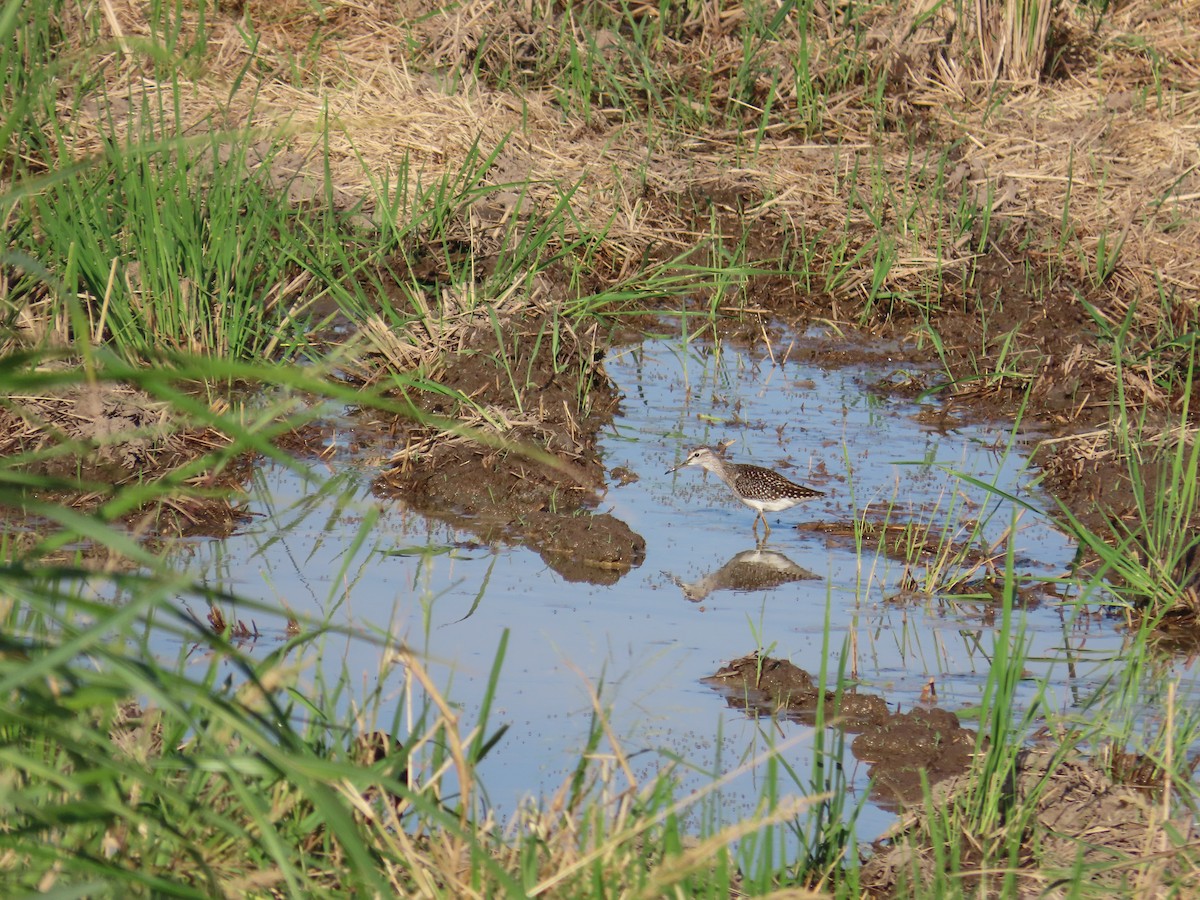 タカブシギ - ML644698590