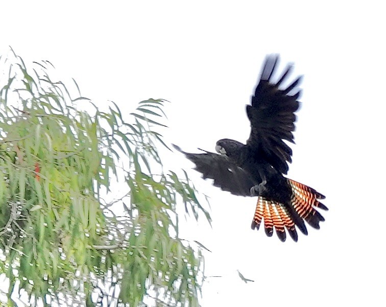 kakadu havraní - ML644698598