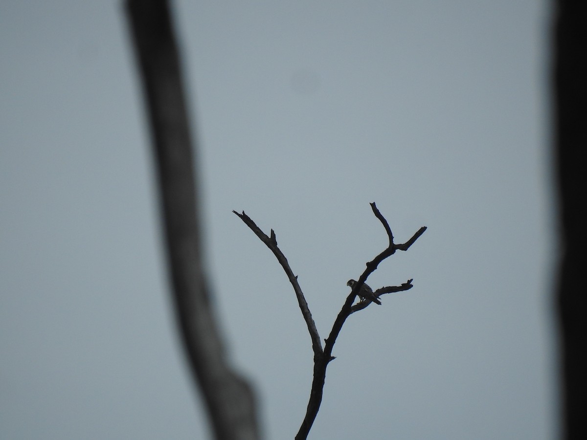 Эгэл шонхор - ML644698601