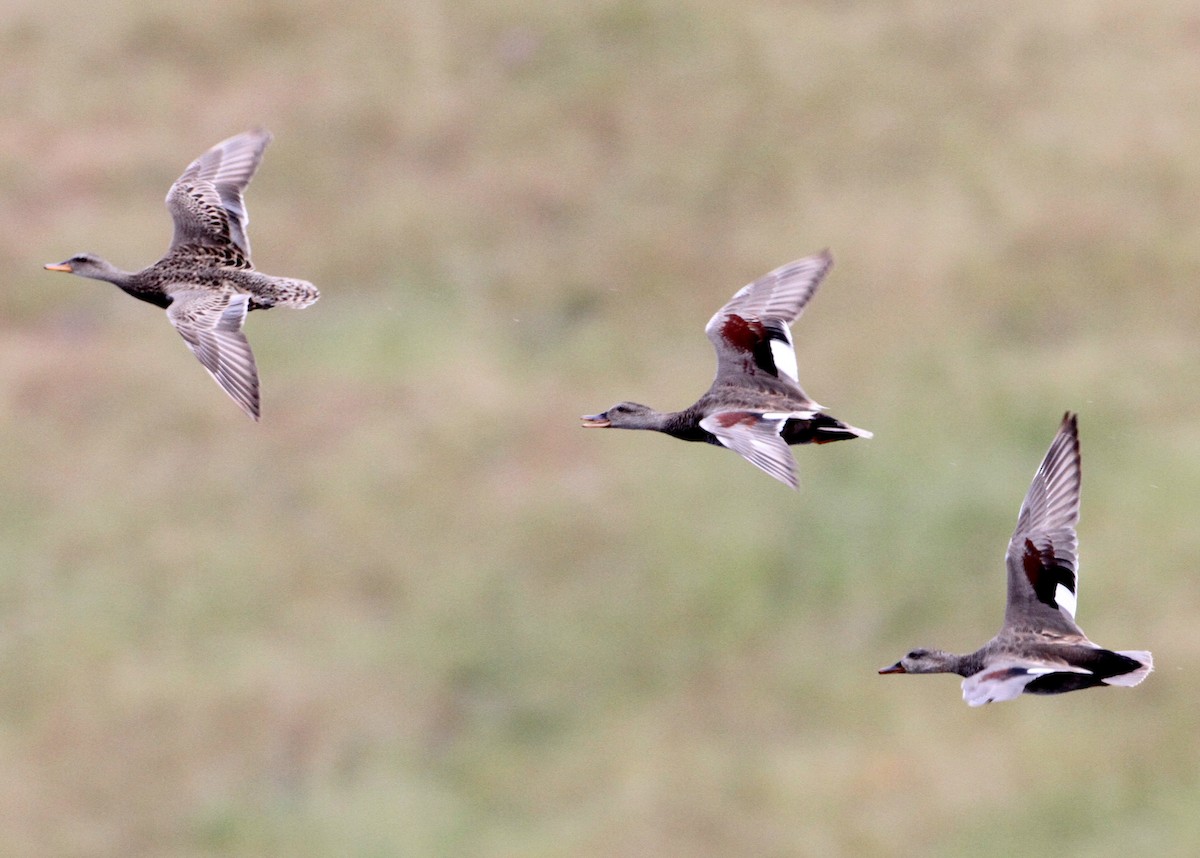 オカヨシガモ - ML644698614